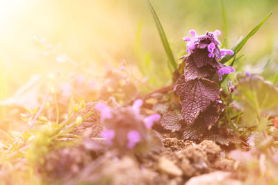 Close-up of purple flowering plant on field