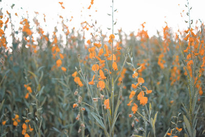 Close-up of orange flowering plants on field against sky