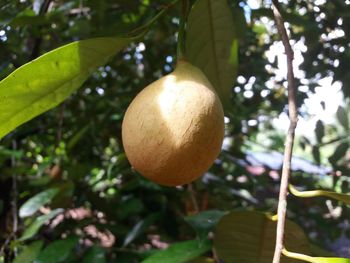 Close-up of fruits hanging on tree