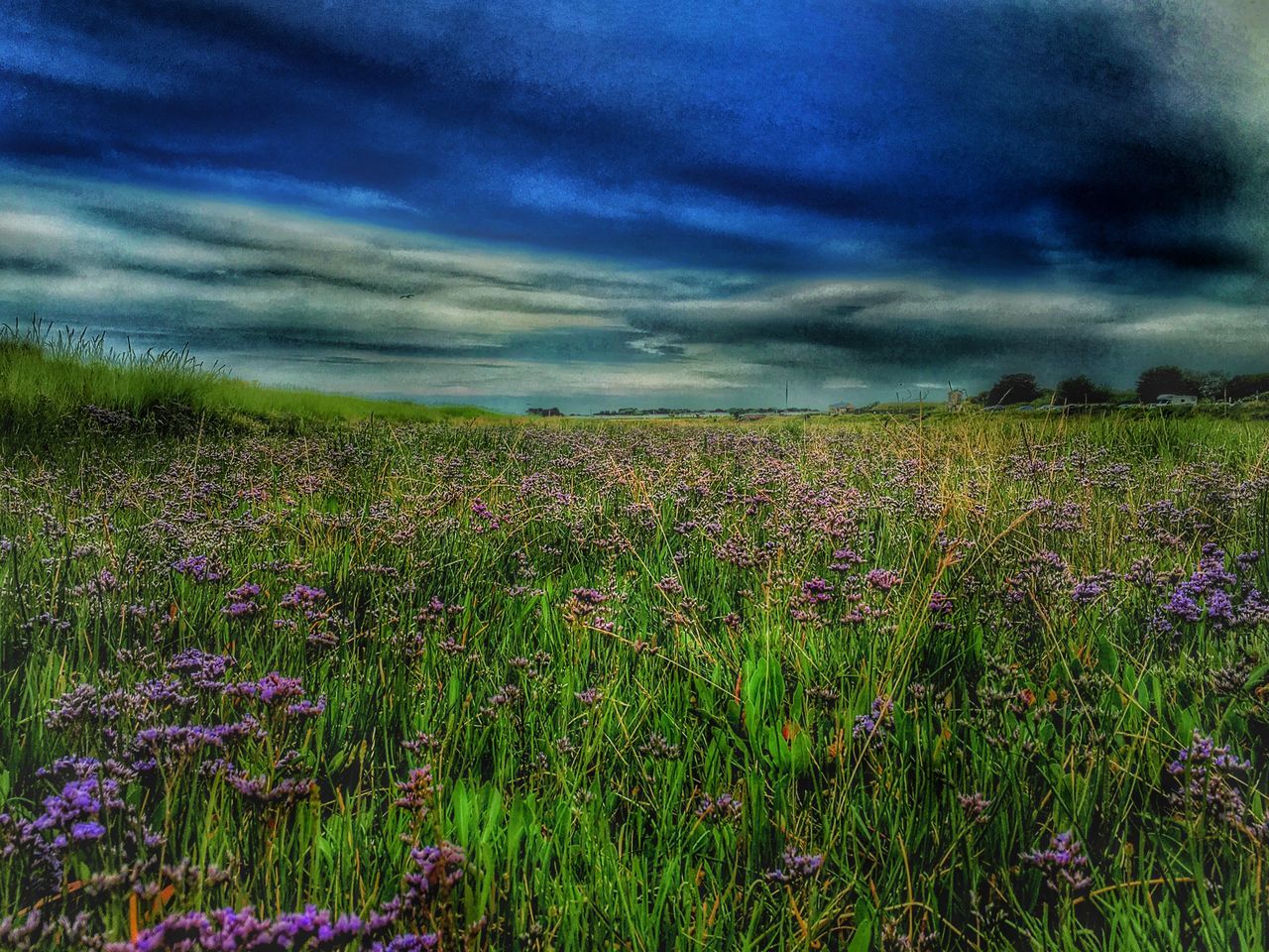 sky, flower, field, beauty in nature, cloud - sky, tranquil scene, growth, cloudy, landscape, tranquility, nature, scenics, freshness, plant, cloud, rural scene, grass, idyllic, fragility, weather, overcast, outdoors, blooming, no people, horizon over land, day, non-urban scene, purple, green color, dramatic sky, in bloom, remote, abundance, non urban scene