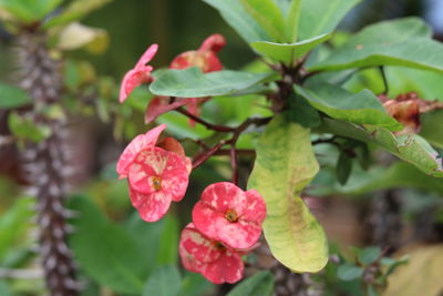 Close-up of pink flowering plant