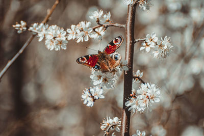 Close-up of insect on cherry blossom