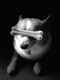 Close-up of a dog over black background