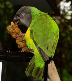 Close-up of parrot perching on branch