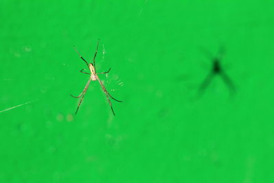 Close-up of spider