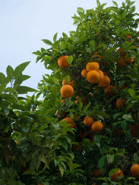 Low angle view of orange fruits on tree