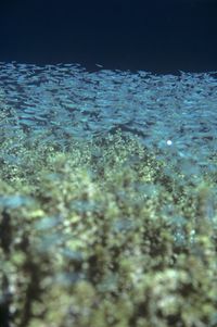 Close-up of coral swimming in sea