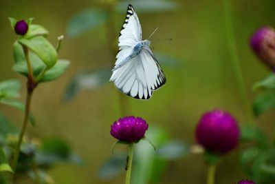 Close-up of butterfly on purple flowers