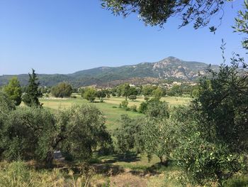 Scenic view of field against clear sky