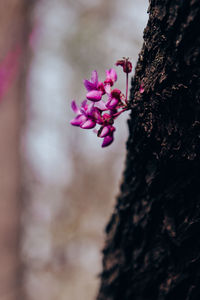 Close-up of pink flowering plant against tree trunk