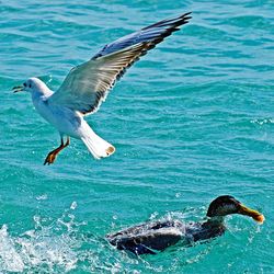 Seagulls flying over sea