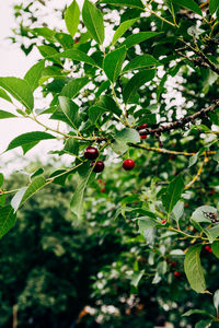 Berries growing on tree