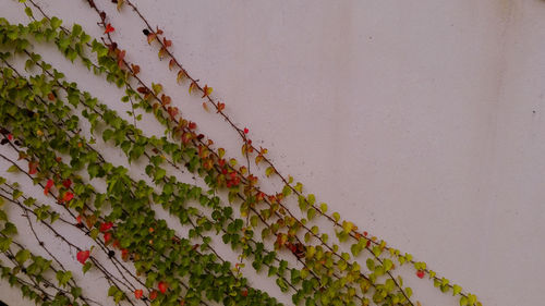 Close-up of ivy on wall