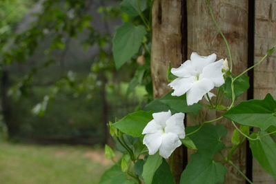 Close-up of white flowering plant