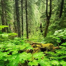 Trees in forest