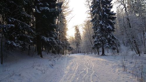 Snow covered pine trees in forest during winter