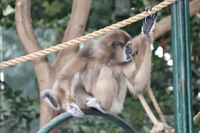 Portrait of a monkey on tree