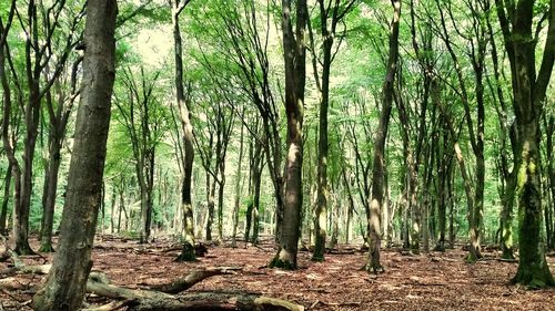 Trees in forest