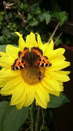 Close-up of honey bee on yellow flower