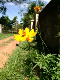 Close-up of yellow flower