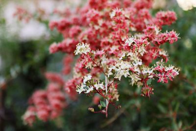 Close-up of pink flowering plant