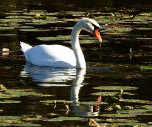 Swan floating on lake