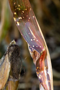 Close up of leaf