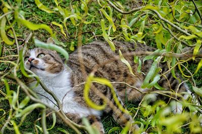 Cat relaxing in a field