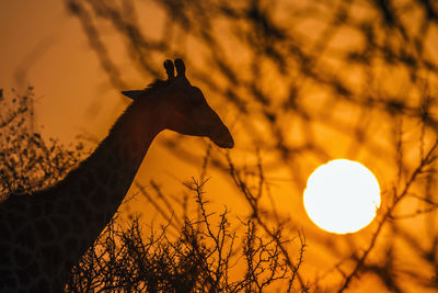 Giraffes standing against sky during sunset