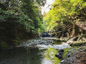 Stream amidst trees in forest