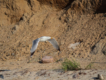 View of a bird flying