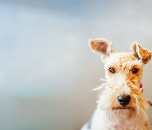 Portrait of dog