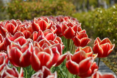 Close-up of red flowering plants on field