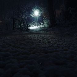 Snow covered trees at night