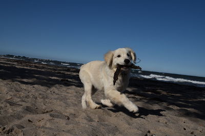 Dog on beach against clear sky