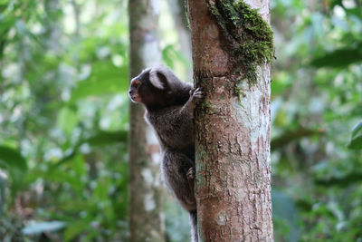 Monkey on tree trunk