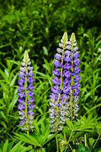 Close-up of purple flowering plant on field