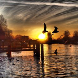 Silhouette birds in water at sunset