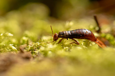 Close-up of insect