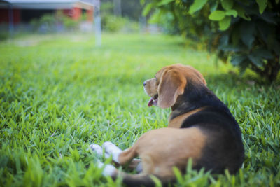 Dog lying on grass