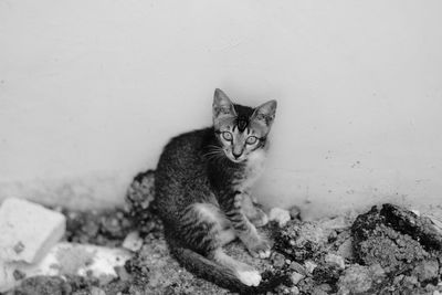 Portrait of cat relaxing against wall