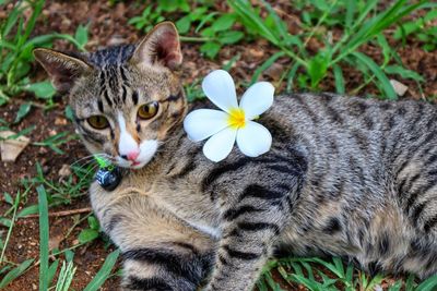 Portrait of a cat on field