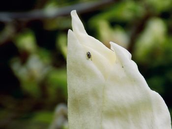 Close-up of insect on white flower