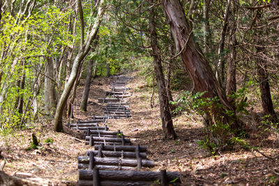 Footpath amidst trees in forest