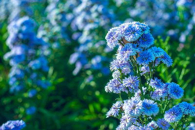 Close-up of purple blue flowers