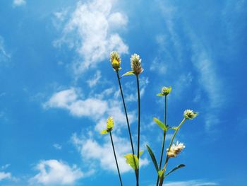 Low angle view of flowering plant against blue sky