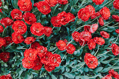 Full frame shot of red flowering plants