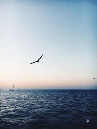 Seagull flying over sea against sky