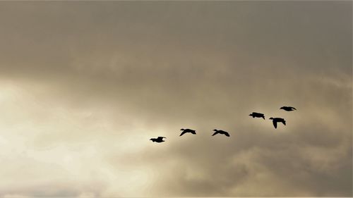 Low angle view of birds flying in sky