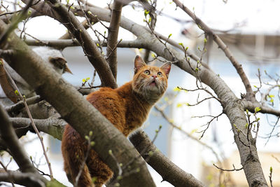 Low angle view of cat on tree